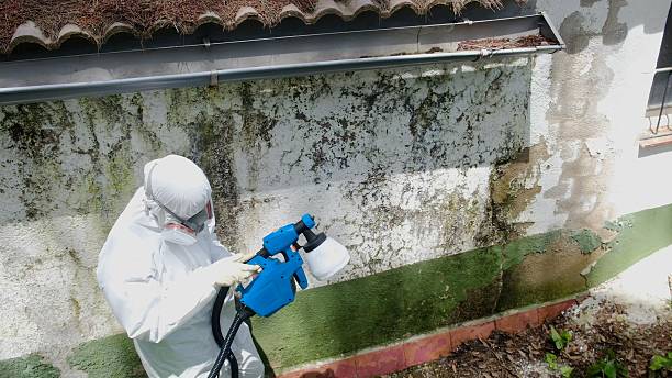 Top rated local Mold Remediation specialists in Cedar Park, TX